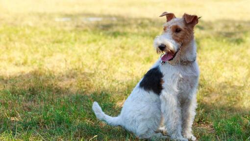 Wire hair fox hot sale terrier hypoallergenic dogs